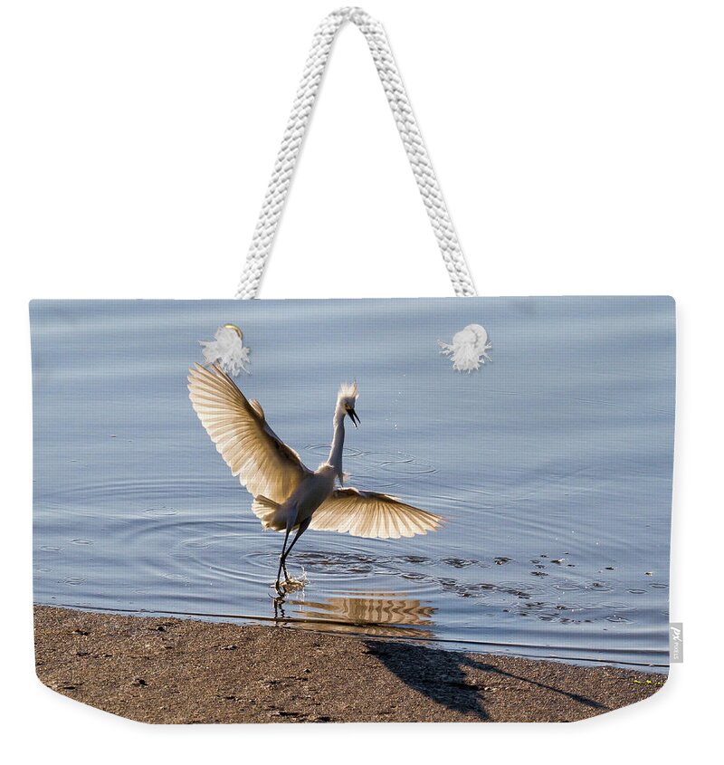Bird Weekender Tote Bag featuring the photograph Showy Snowy by Darryl Hendricks
