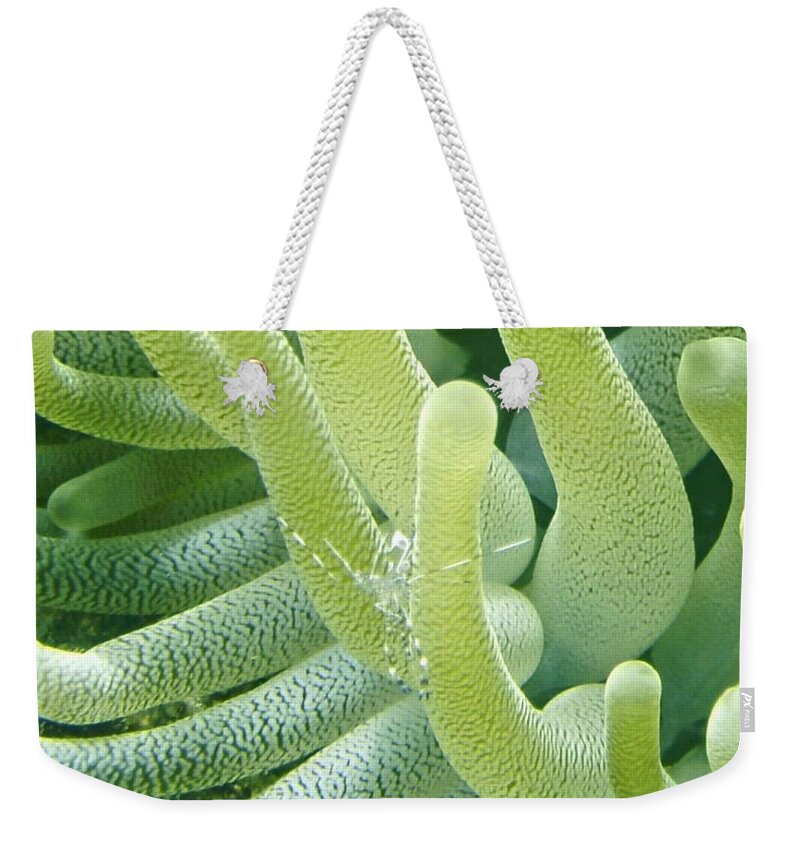 Shrimp Weekender Tote Bag featuring the photograph Shrimp and Green Anemone by Amy McDaniel