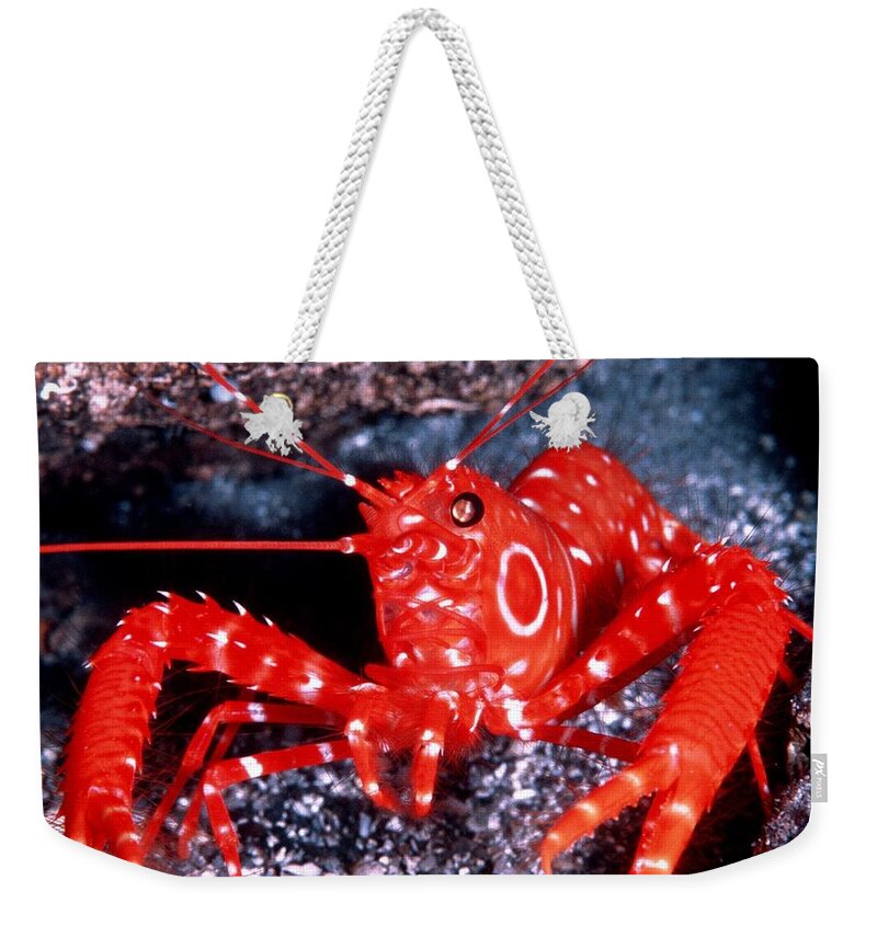 Shrimp Weekender Tote Bag featuring the photograph Shrimp by Mariel Mcmeeking