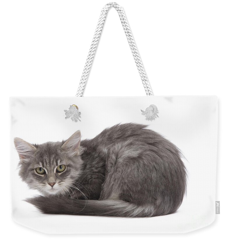 Cat Weekender Tote Bag featuring the photograph Siberian Kitten by Jean-Michel Labat