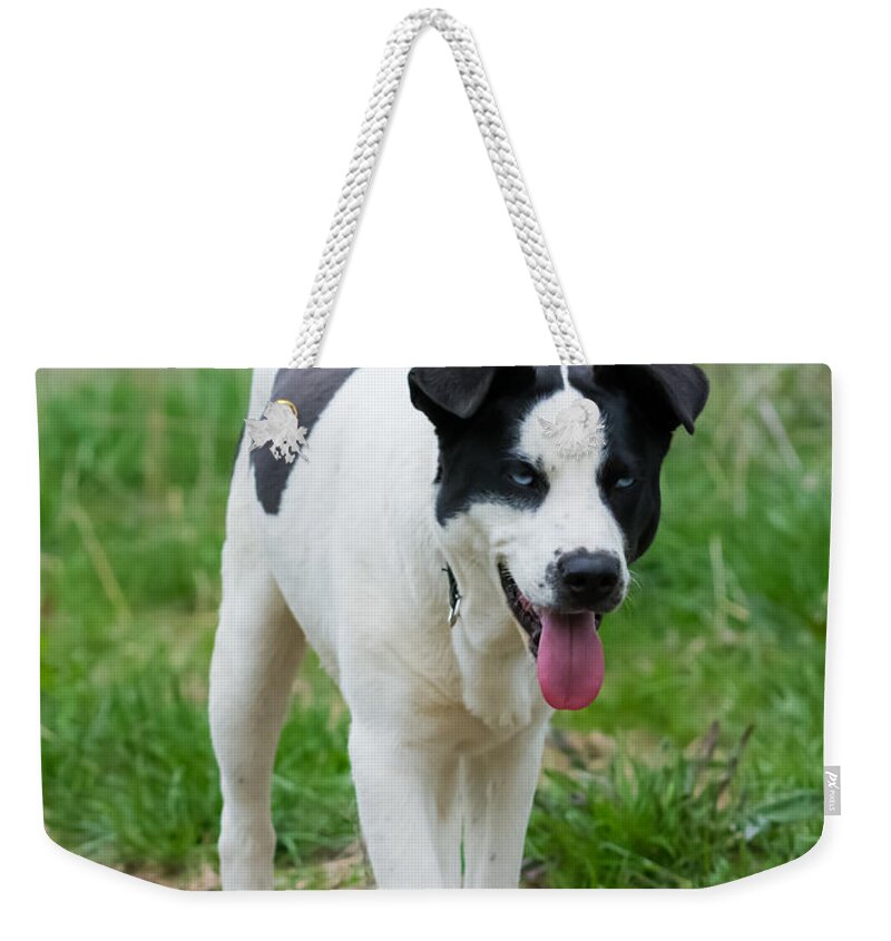 Dog Weekender Tote Bag featuring the photograph Silly Dog by Holden The Moment
