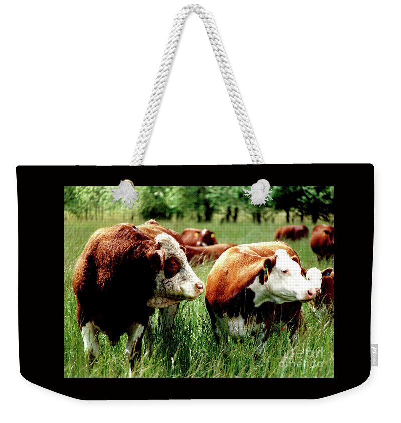 Bull And Cow Weekender Tote Bag featuring the photograph 1992 Oregon State University Art About Agriculture Directors Award Winner. by Larry Campbell