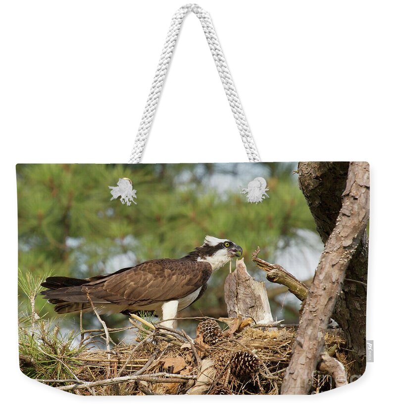 Osprey Weekender Tote Bag featuring the photograph Singing Osprey by Karen Jorstad