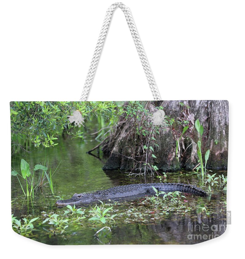 Swamp Weekender Tote Bag featuring the photograph Sitting Pretty Gator by Carol Groenen