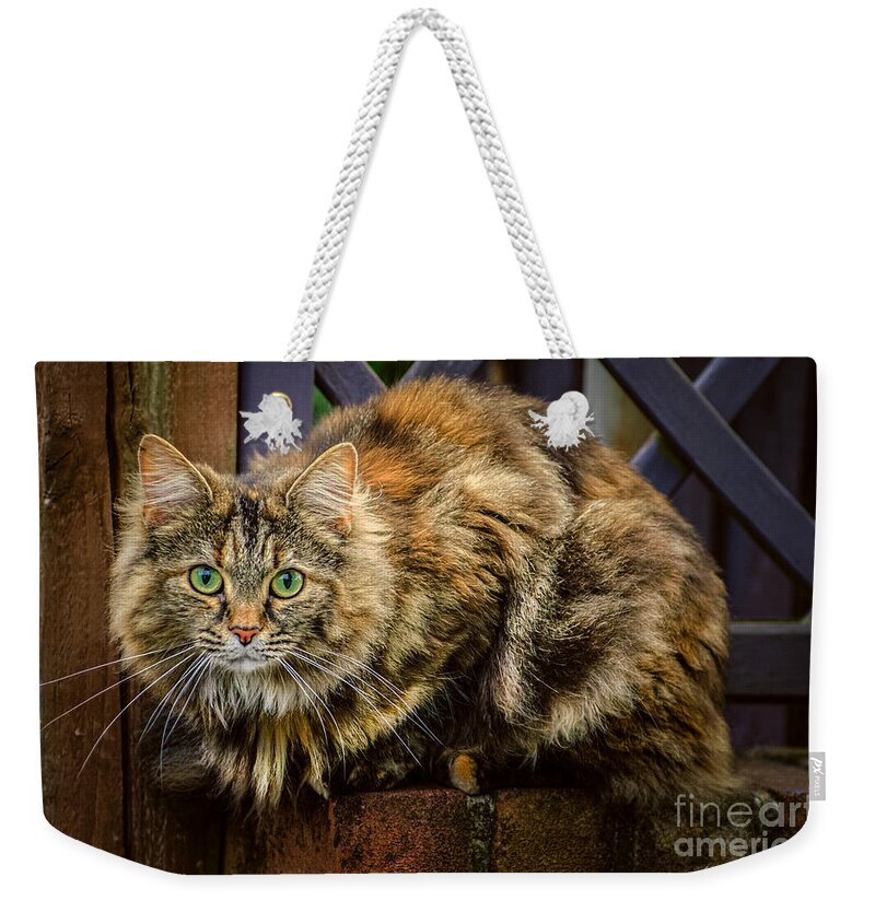Cat Weekender Tote Bag featuring the photograph Sitting pretty by Kira Bodensted