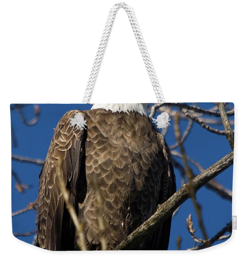 Eagle Weekender Tote Bag featuring the photograph Sitting Pretty by Steve Stuller