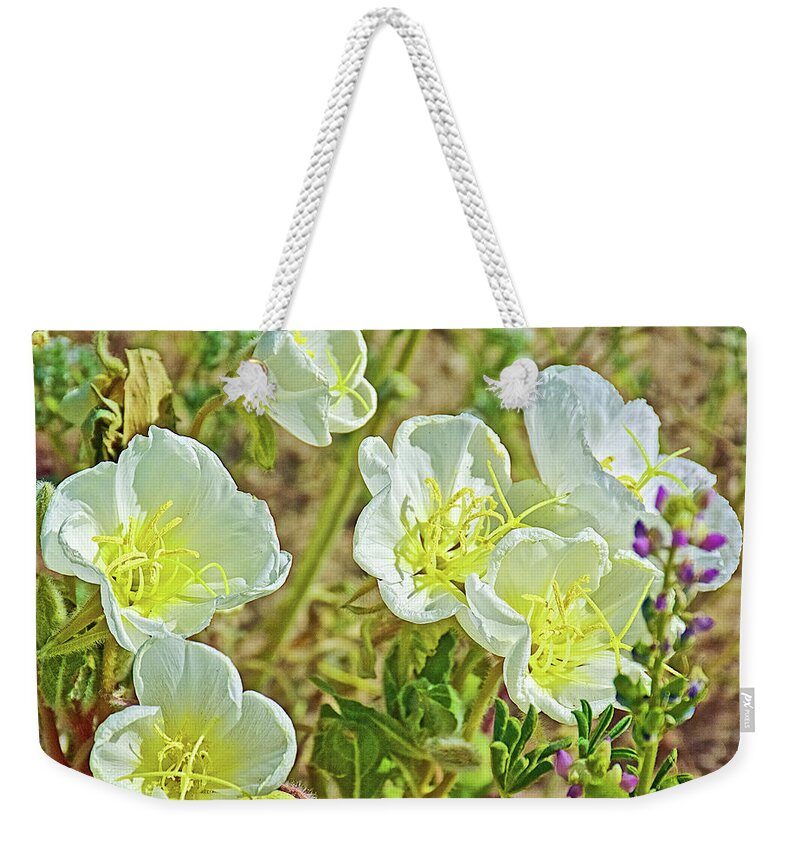 Six Dune Evening Primrose In Anza-borrego State Park Weekender Tote Bag featuring the photograph Six Dune Evening Primrose inAnza-Borrego State Park-California by Ruth Hager