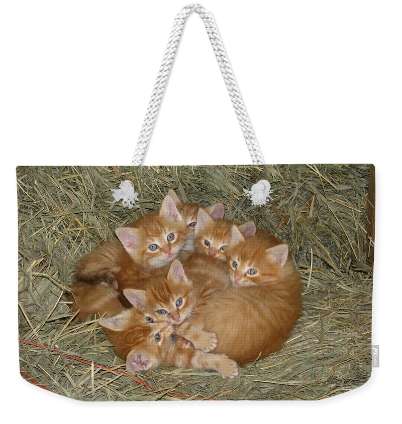 Kittens Weekender Tote Bag featuring the photograph Six Kittens by Keith Stokes