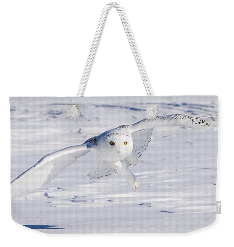 Animals Weekender Tote Bag featuring the photograph Skimming the Snow by Rikk Flohr