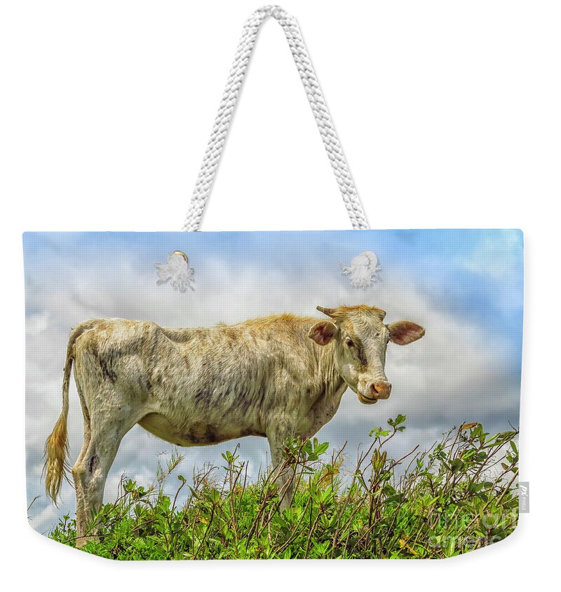 Skinny Weekender Tote Bag featuring the photograph Skinny cow by Patricia Hofmeester