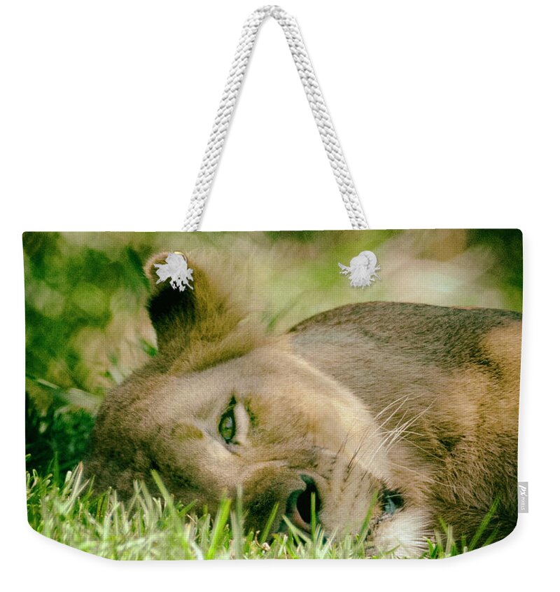 Lions Weekender Tote Bag featuring the photograph Sleeoing Lioness by Lawrence Knutsson