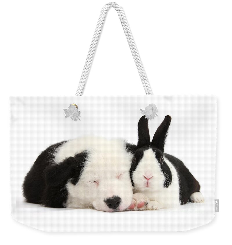 Border Collie Weekender Tote Bag featuring the photograph Sleeping in Black and White by Warren Photographic