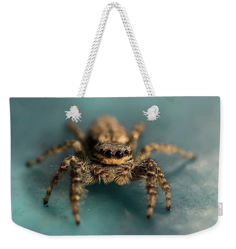 Insect Weekender Tote Bag featuring the photograph Small jumping spider by Jaroslaw Blaminsky