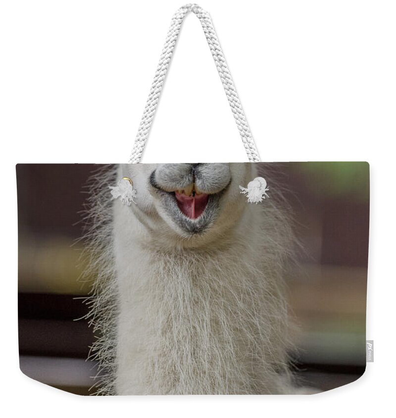 Alpaca Weekender Tote Bag featuring the photograph Smiling Alpaca by Greg Nyquist