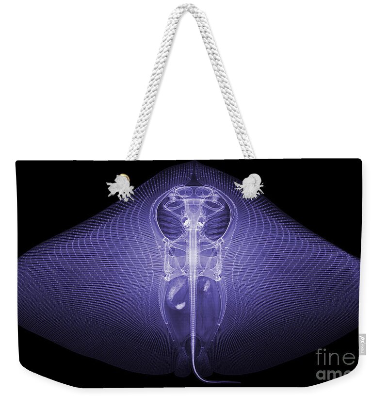 Xray Weekender Tote Bag featuring the photograph Smooth Butterfly Ray, X-ray by Ted Kinsman
