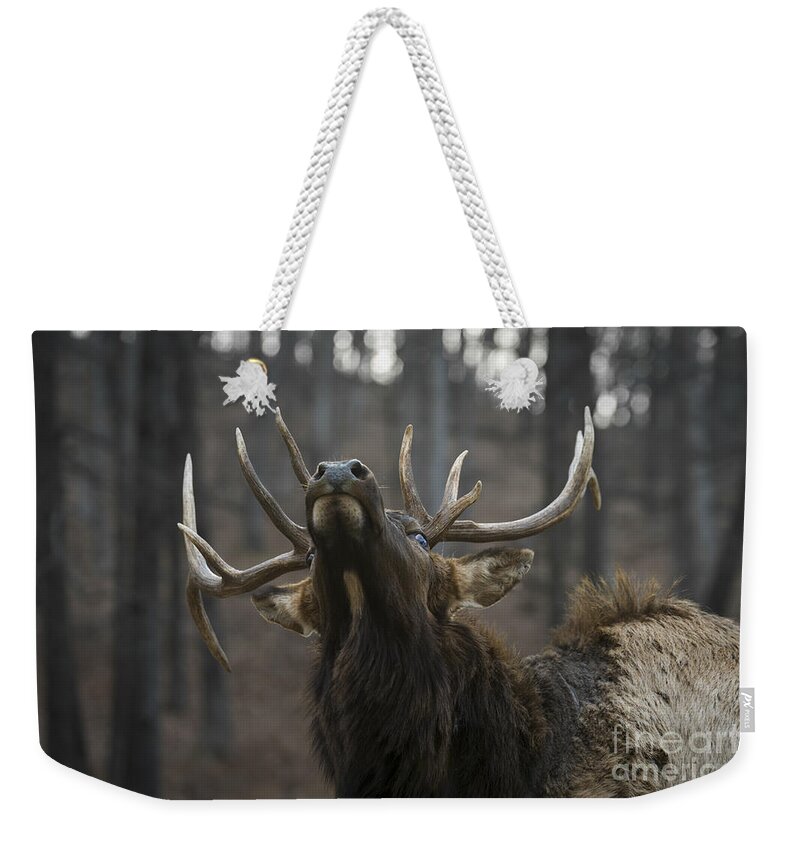 Bull Weekender Tote Bag featuring the photograph Snooty by Andrea Silies