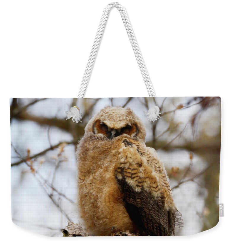  Weekender Tote Bag featuring the photograph Snoozing Owlet - Great Horned Owl by Garrett Sheehan