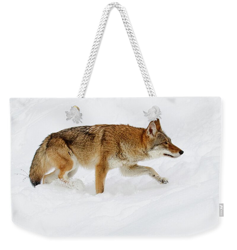 Coyote Weekender Tote Bag featuring the photograph Snow Bound by Steve McKinzie