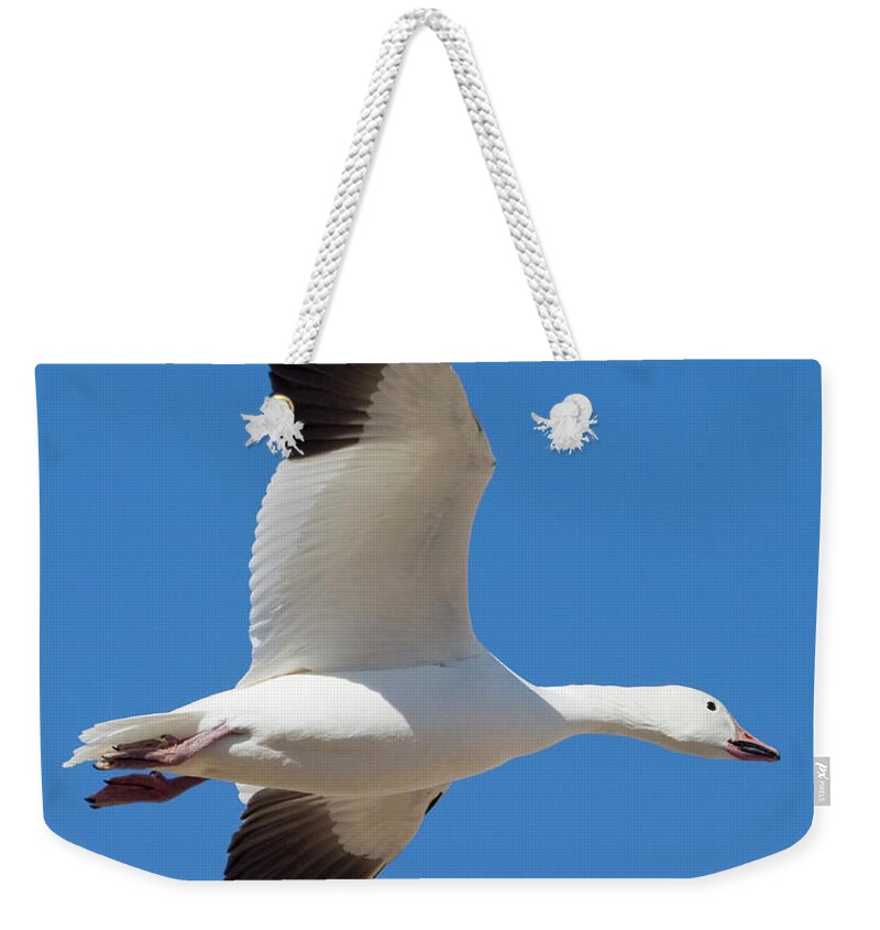 Wild Weekender Tote Bag featuring the photograph Snow Goose Wings by Mark Miller