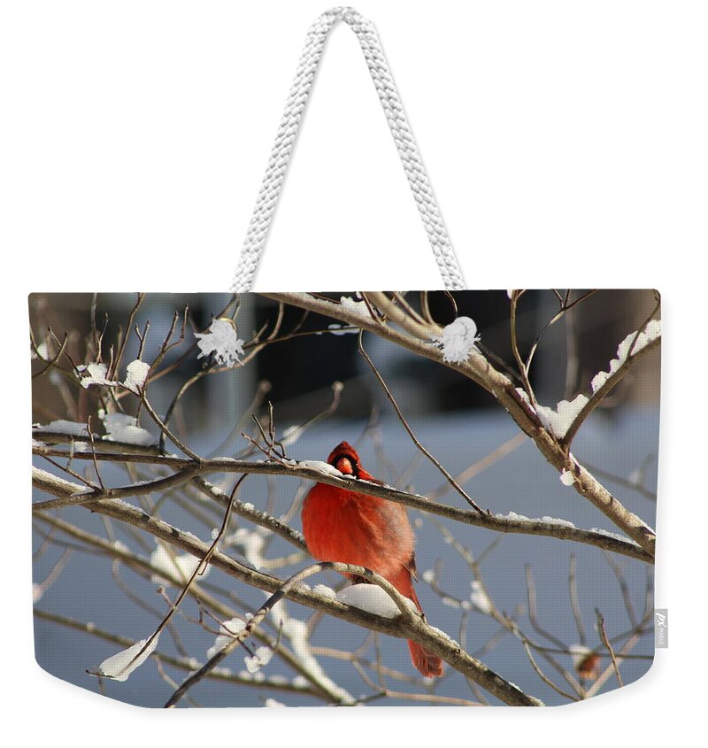 Cardinal Weekender Tote Bag featuring the photograph Snowbird by Vikki Angel
