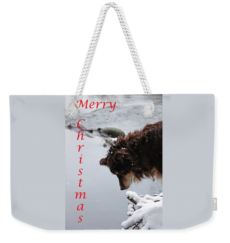 Pet Christmas Cards Weekender Tote Bag featuring the photograph Snowy Aussie - Merry Christmas by Debbie Oppermann