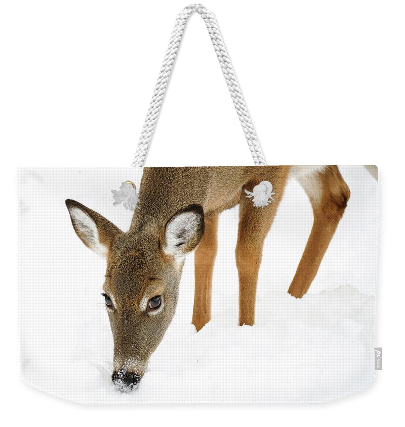  Weekender Tote Bag featuring the photograph Snowy Deer by Tony HUTSON