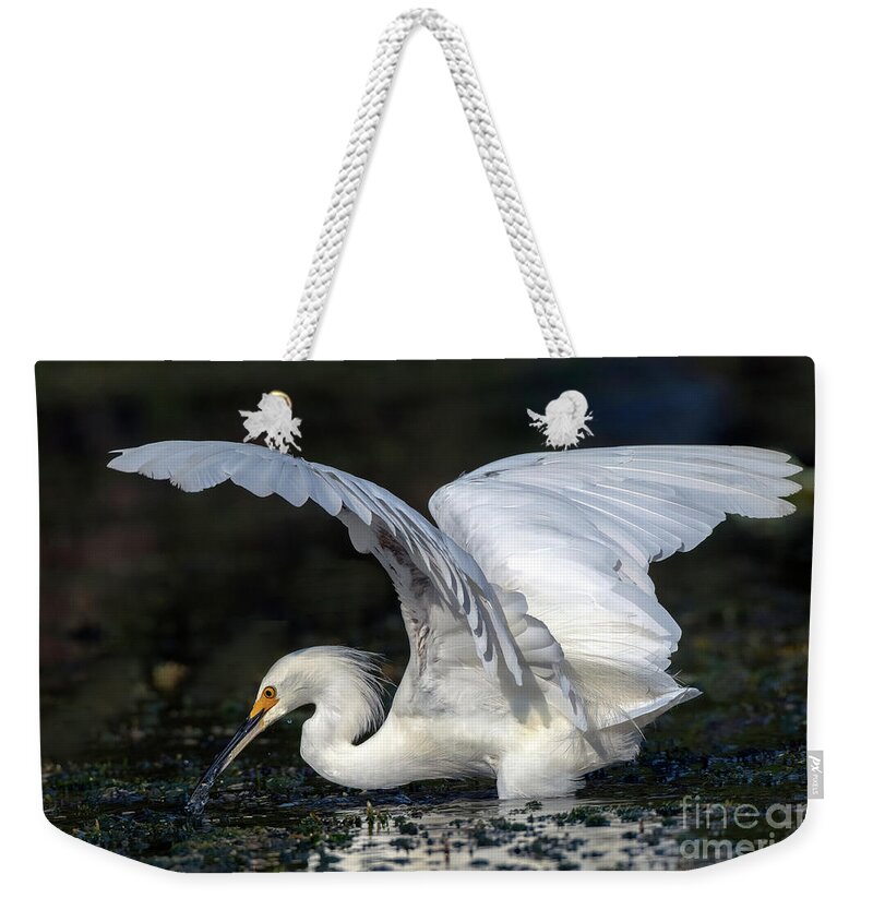 Birds Weekender Tote Bag featuring the photograph Snowy Egret Fishing by DB Hayes