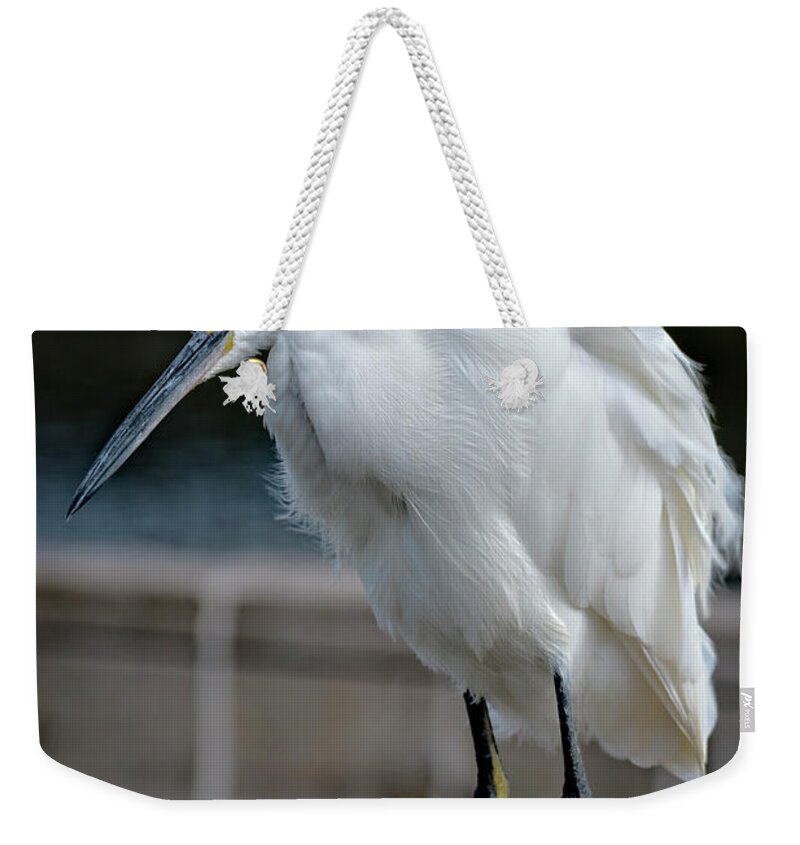 Amusement Parks Weekender Tote Bag featuring the photograph Snowy Egret by Jim Thompson