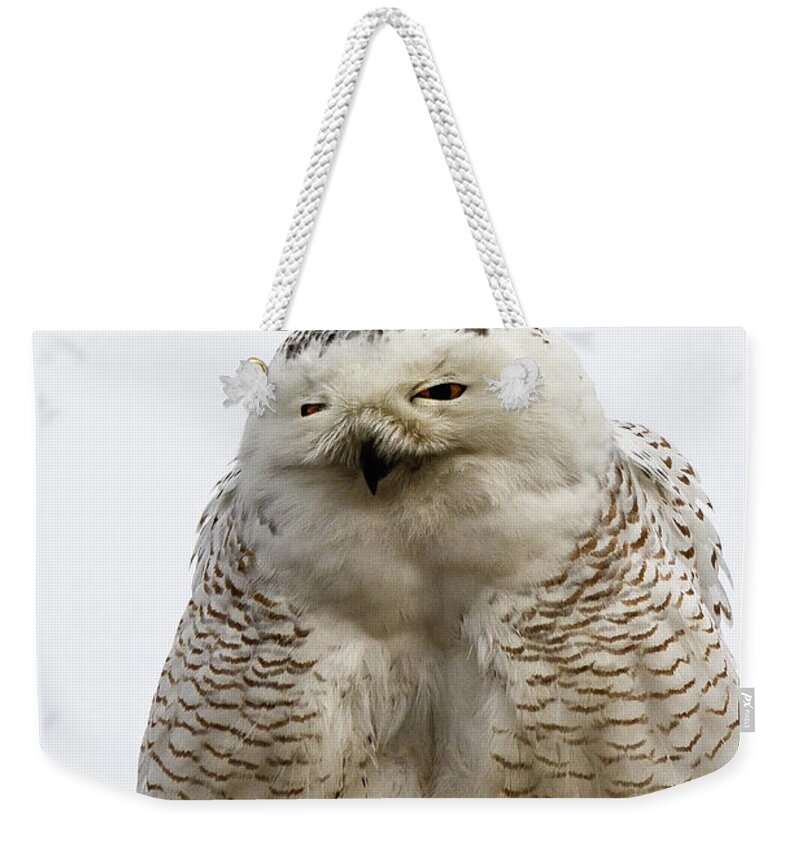 Snowy Owl Weekender Tote Bag featuring the photograph Snowy Impersonates Yoda by Michael Hubley