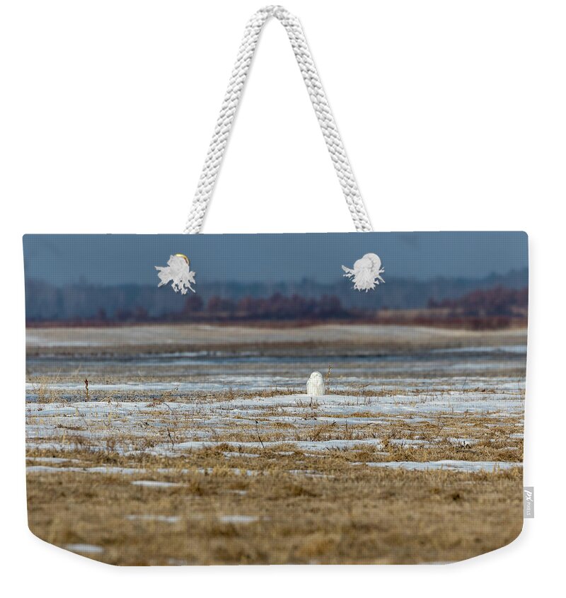 Snowy Owl (bubo Scandiacus) Weekender Tote Bag featuring the photograph Snowy Owl 2018-9 by Thomas Young