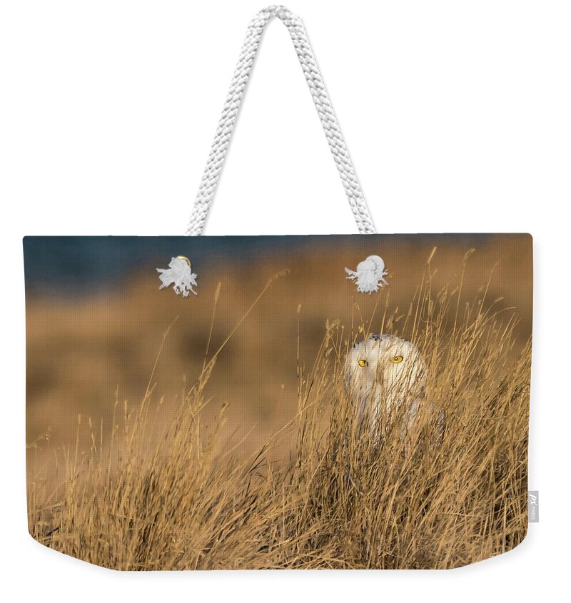 Snowy Owls Weekender Tote Bag featuring the photograph Snowy Owl in the grass by Judi Dressler