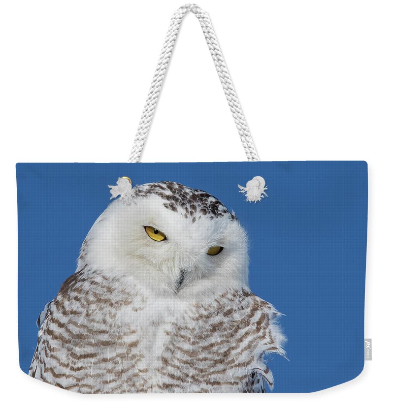 Art Weekender Tote Bag featuring the photograph Snowy Owl Portrait by Mircea Costina Photography
