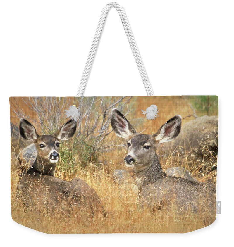 Deer Weekender Tote Bag featuring the photograph So Much For Your Secret Place... by Donna Kennedy