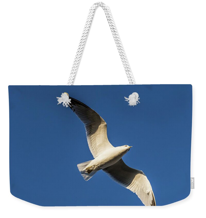 Photograph Weekender Tote Bag featuring the photograph Soaring Bird by Jason Hughes