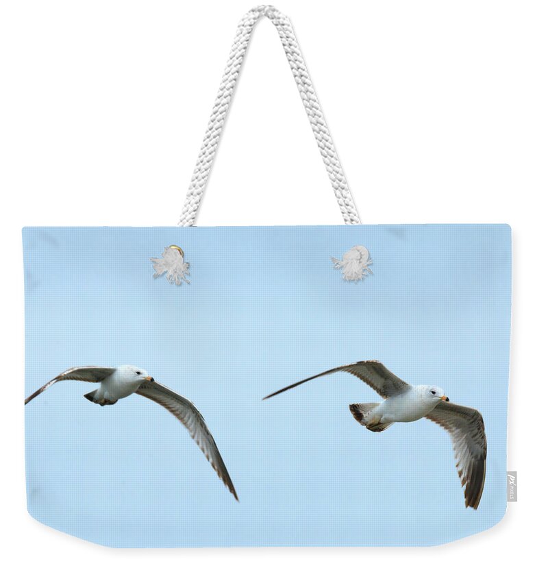 Seagull Weekender Tote Bag featuring the photograph Soaring Seagulls by Travis Rogers