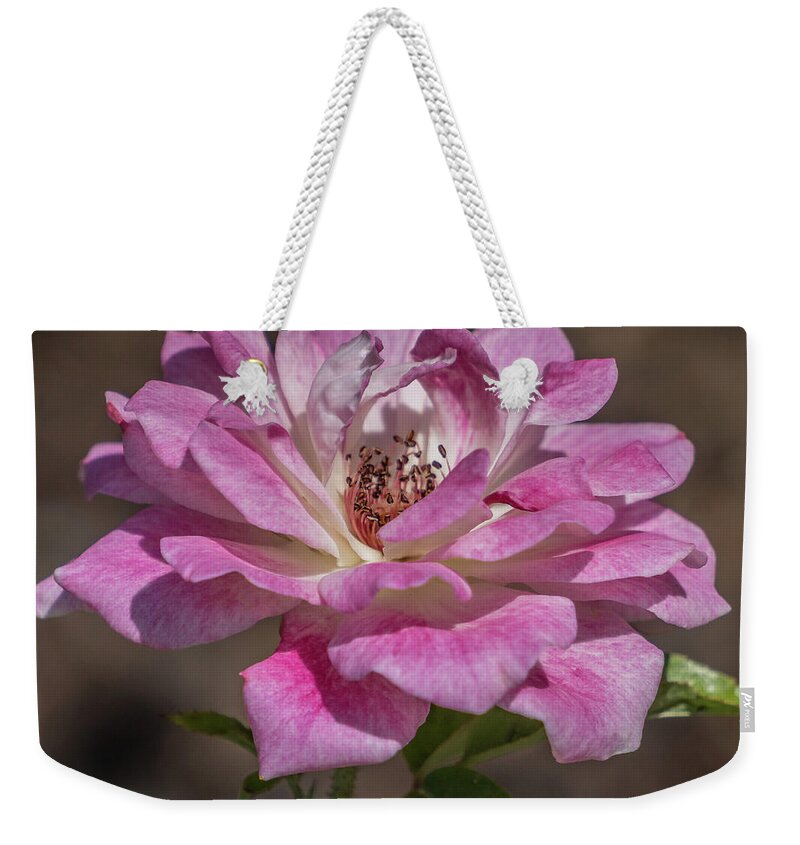 Florida Weekender Tote Bag featuring the photograph Soft rose by Jane Luxton