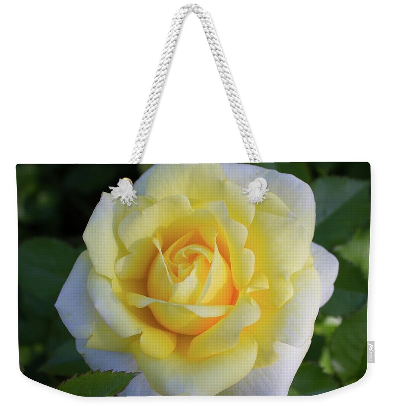 Yellow Rose Weekender Tote Bag featuring the photograph Soft Smile by Sudakshina Bhattacharya