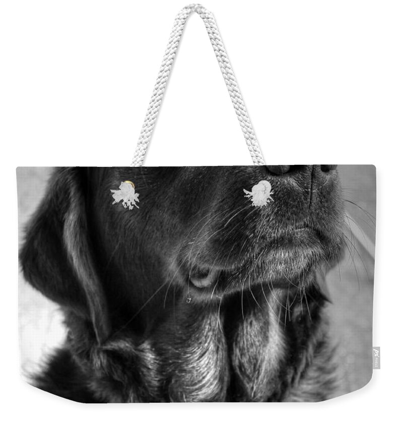 Angel Weekender Tote Bag featuring the photograph Some Angels Have Fur by Vicki Spindler