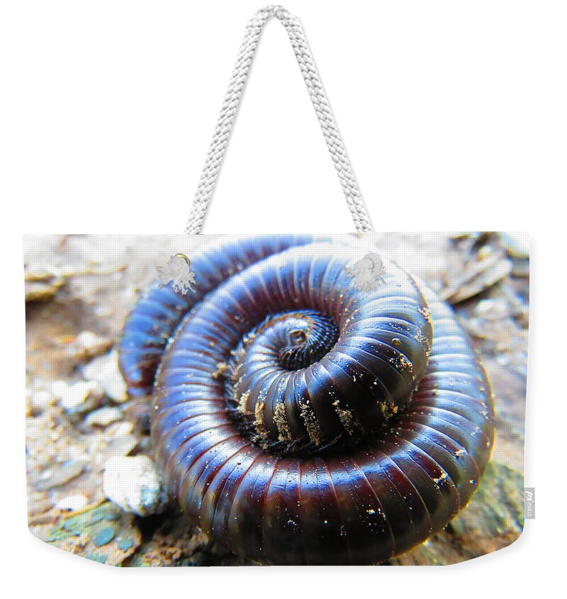 Animals Weekender Tote Bag featuring the photograph Sonoran Desert Millipede by Judy Kennedy