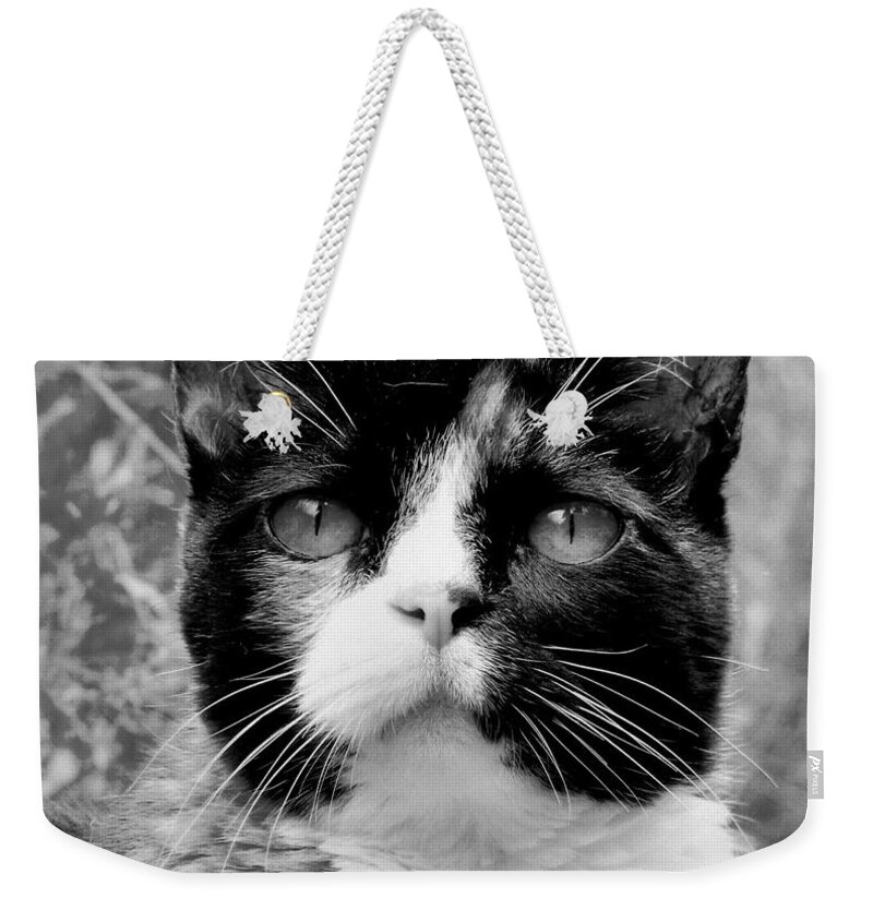 Cat Weekender Tote Bag featuring the photograph Souls Great and Small by Rory Siegel