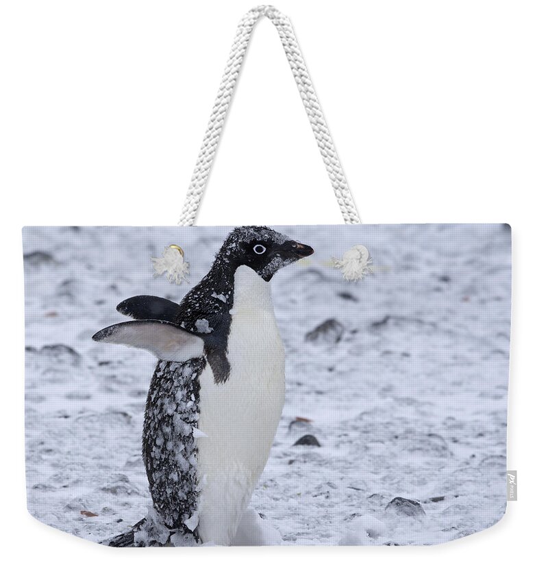 Adelie Penguin Weekender Tote Bag featuring the photograph Southern Comfort by Tony Beck