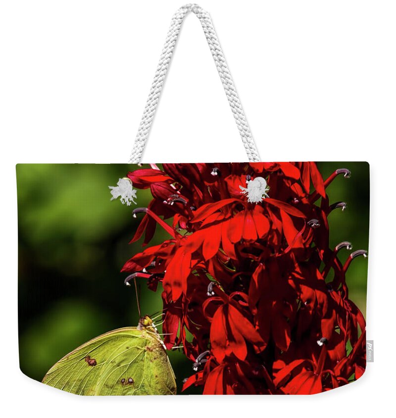 Southern Dogface Butterfly Weekender Tote Bag featuring the photograph Southern Dogface on Cardinal Flower by Barbara Bowen