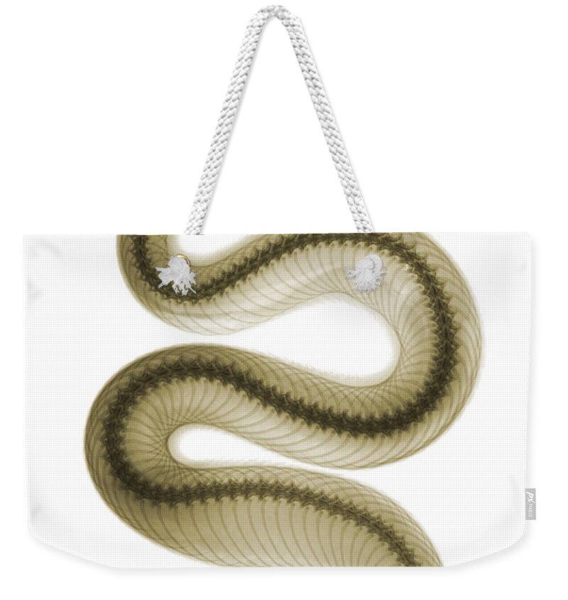 Crotalus Oreganus Helleri Weekender Tote Bag featuring the photograph Southern Pacific Rattlesnake, X-ray by Ted Kinsman