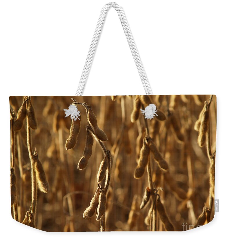 Soybeans Weekender Tote Bag featuring the photograph Soybean Crop in Kutztown PA by Anna Lisa Yoder