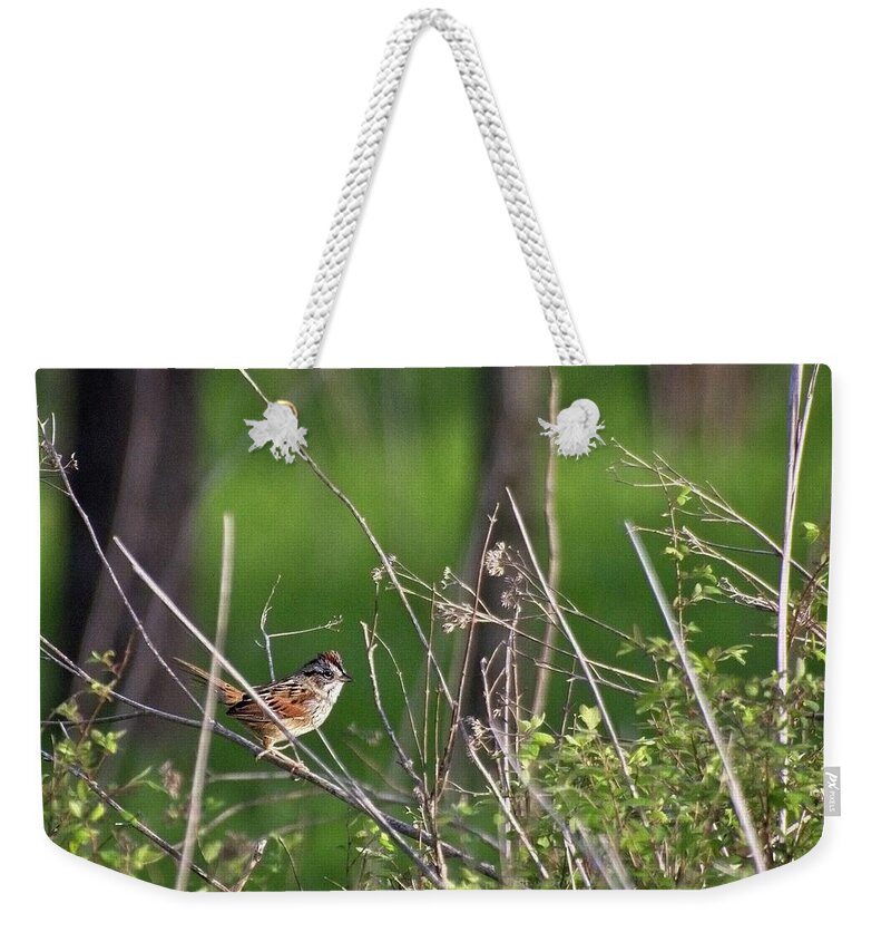 Wildlife Weekender Tote Bag featuring the photograph Sparrow On A Branch by John Benedict