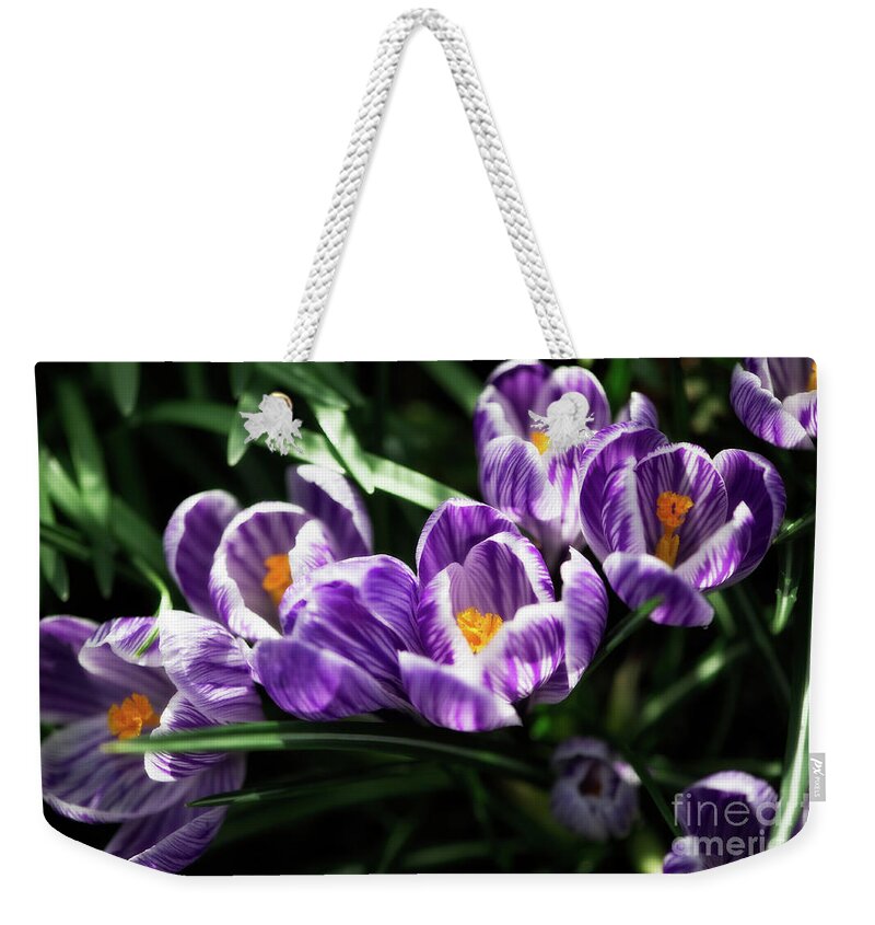 Botanical Weekender Tote Bag featuring the photograph Spectacular in Stripes by Venetta Archer