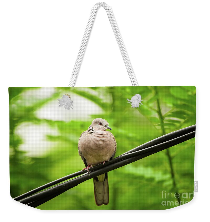 Alu Kobeiya Weekender Tote Bag featuring the photograph Spotted Dove  by Venura Herath