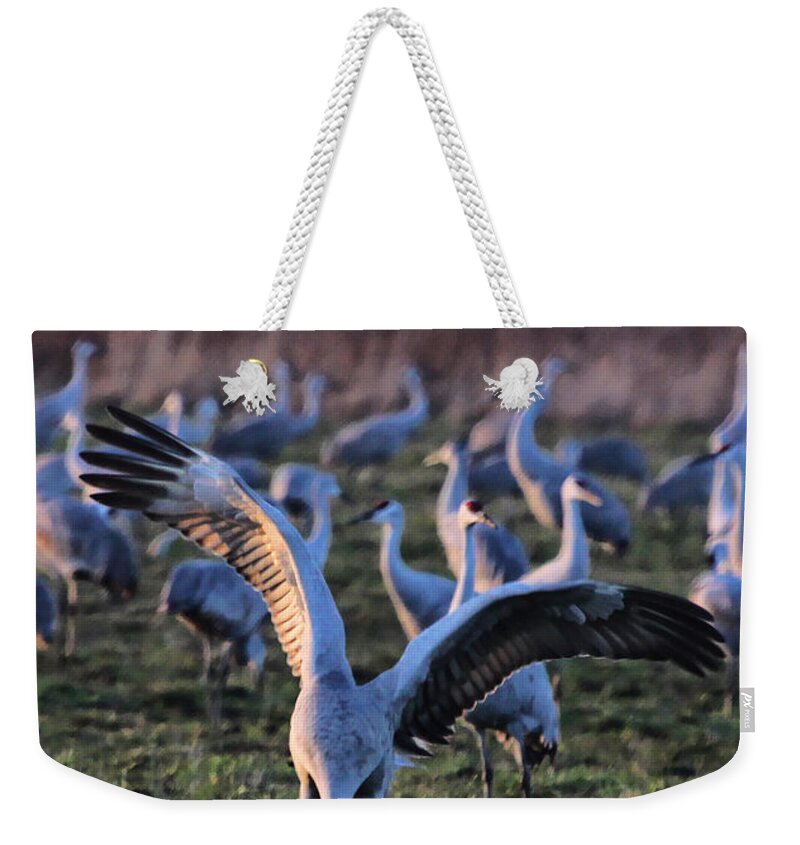 Digital Art Photography Photograph Sandhill Sandhills Sandhill Crane Bird Wings Dusk Socializing Weekender Tote Bag featuring the photograph Spread Your Wings by Shari Jardina