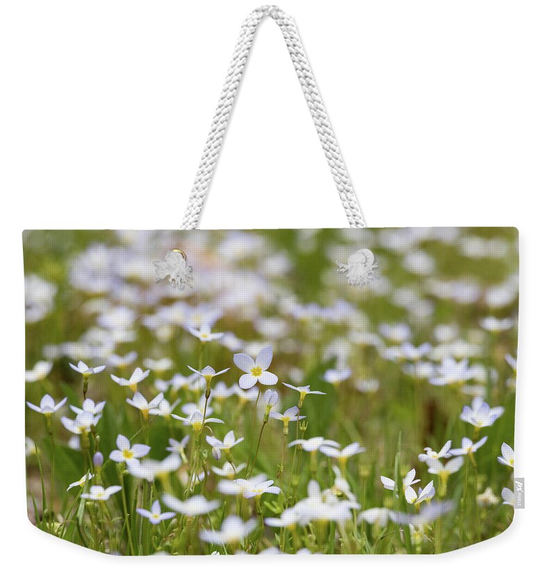 Flowers Weekender Tote Bag featuring the photograph Spring Beauties by Holly Ross
