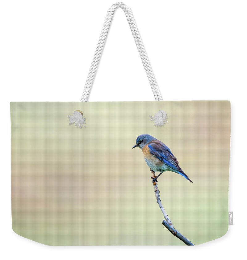 Spring Weekender Tote Bag featuring the photograph Spring Bluebird by Steph Gabler